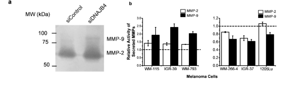 我们用明胶酶谱分析法评估了dnajb4表达水平对黑色素瘤细胞分泌mmp