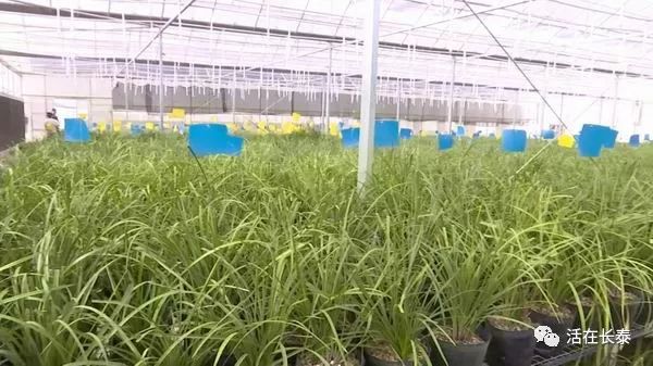 长泰无土栽培育兰花新式养护效益好