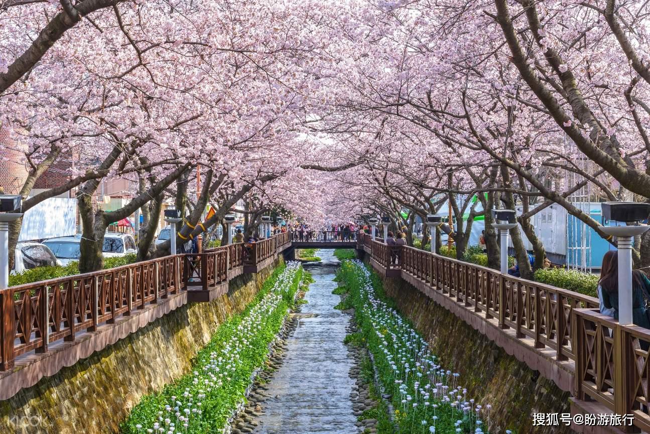 2020櫻花季節旅行最佳去處_日本