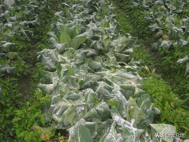 冬春季想种好蔬菜,注意谨防低温冷害、冻害!-搜狐大视野-搜狐新闻