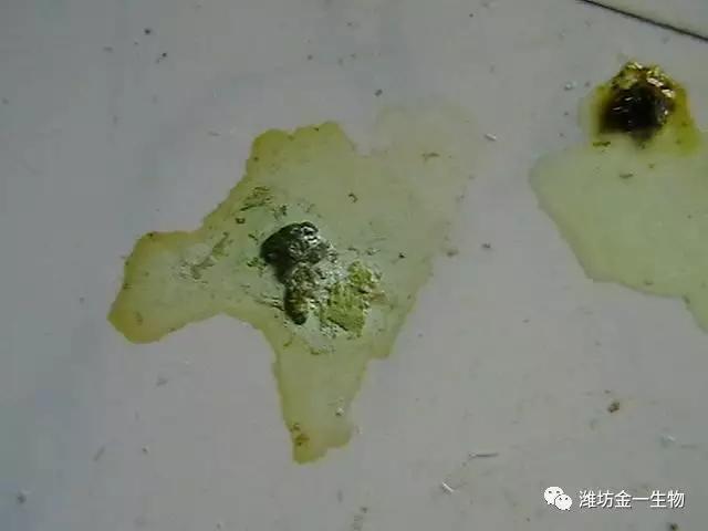 米汤样分泌物图片图片