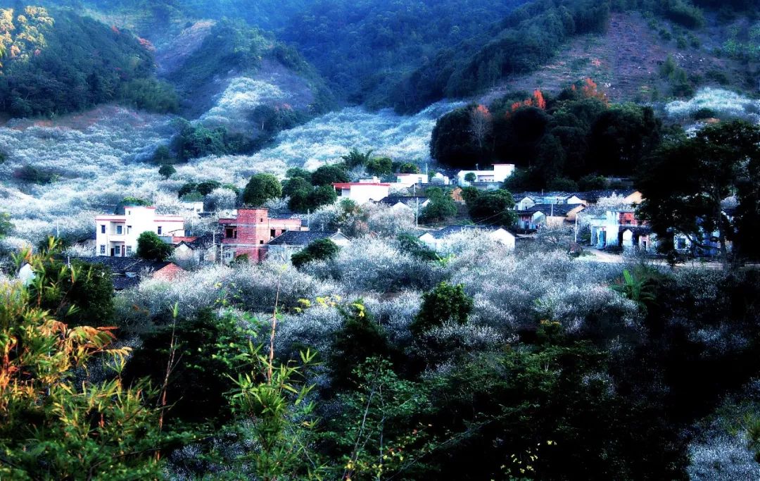 【全市唯一】首批"广东省旅游风情小镇"果真有你:陆河东坑