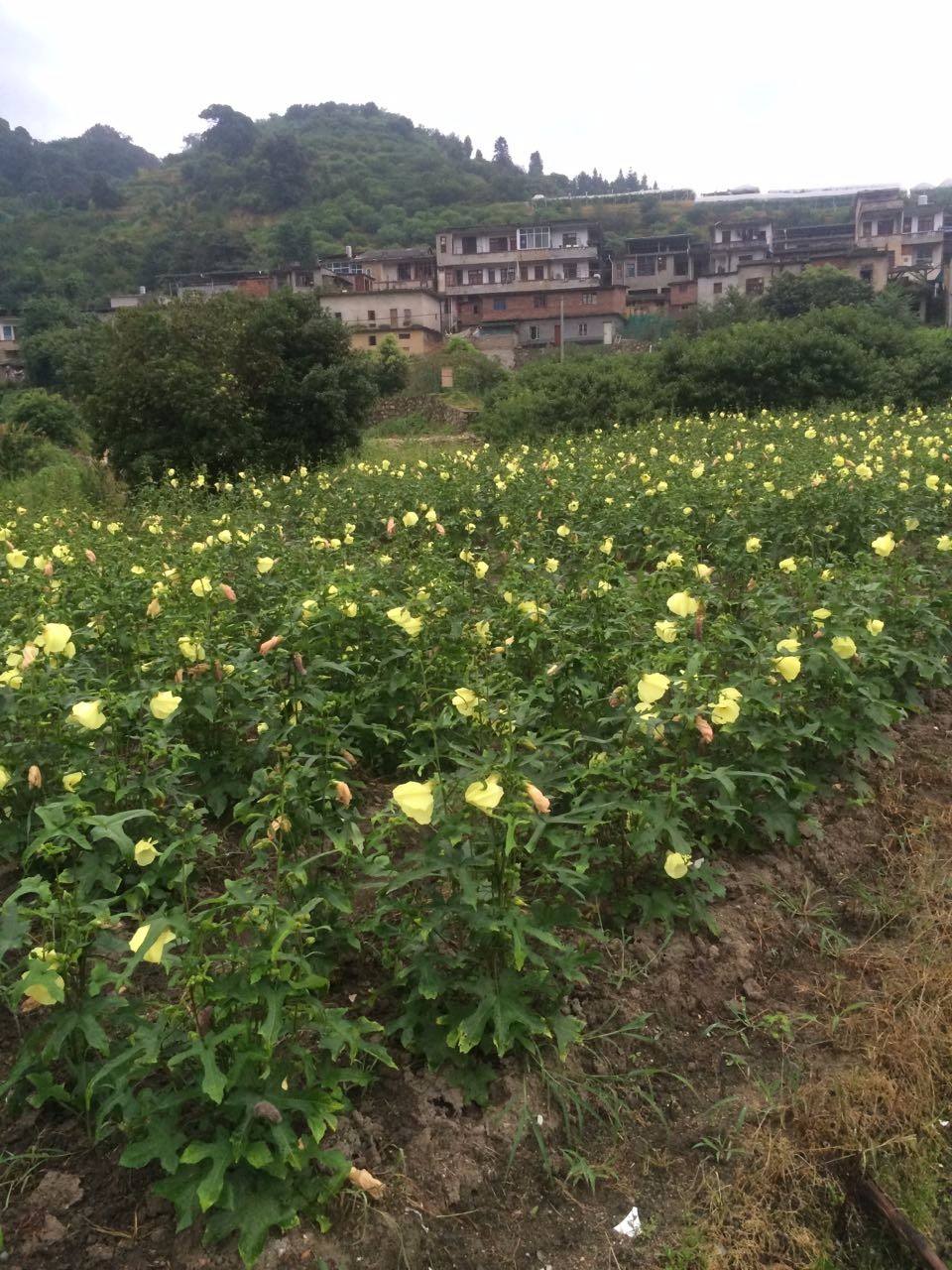 金花葵适应性较强,各地均可种植.