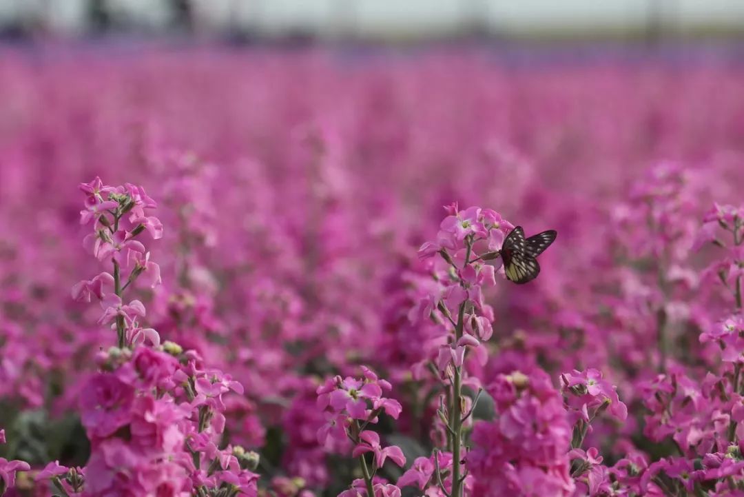 花语是纯洁,永恒,野狸岛公园今年主打紫罗兰,相关负责人介绍,粤华园林
