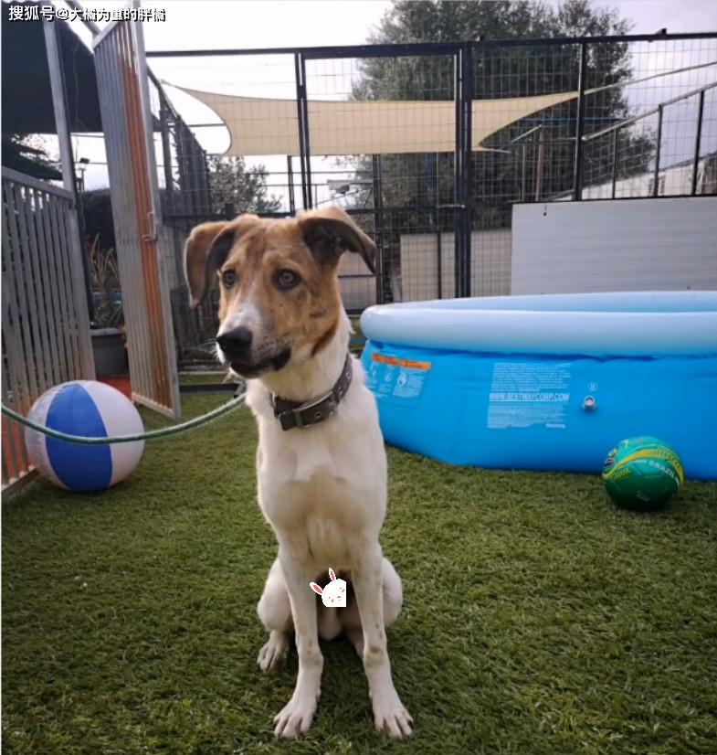 原创小狗亲眼目睹狗妈妈离世,它对着墙角不敢见人,半年后才走出阴影