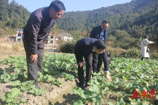 (2019年11月20日,黄诗燕在炎陵县霞阳镇大源村的油菜地里躬身察看油菜