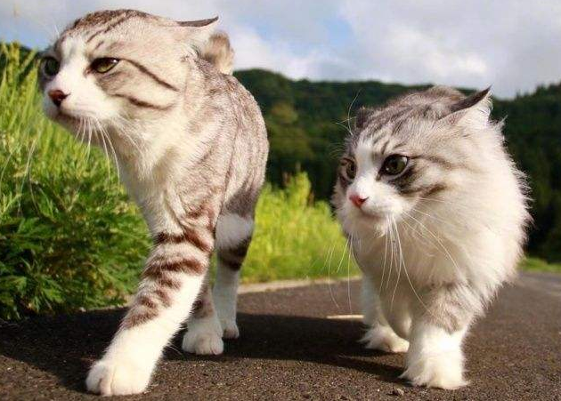 养第二只猫之前,这些事情要注意,不然只会把两只猫都害了