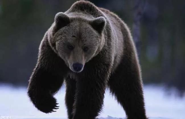 分布区域曾经从摩洛哥至利比亚,栖息于阿特拉斯山脉和邻近地区.