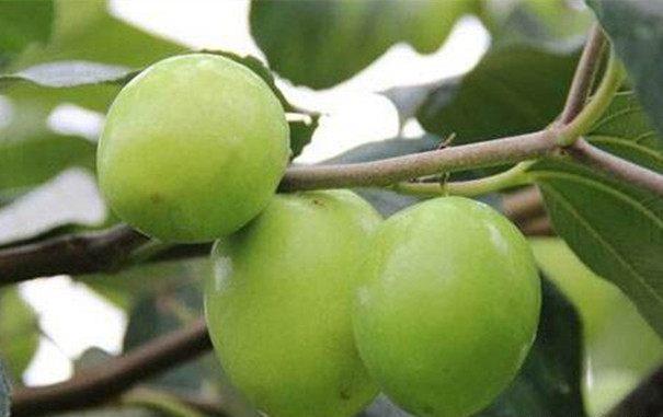 几种青色水果全部吃过的肯定是个猴急的吃货