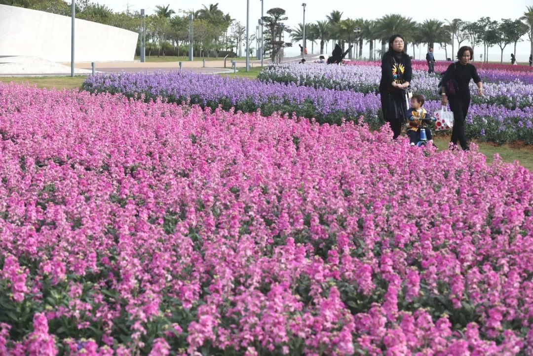 珠海,花海!