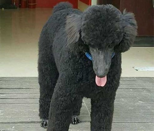 巨贵的毛色为什么不亮,巨贵的毛不亮怎么办