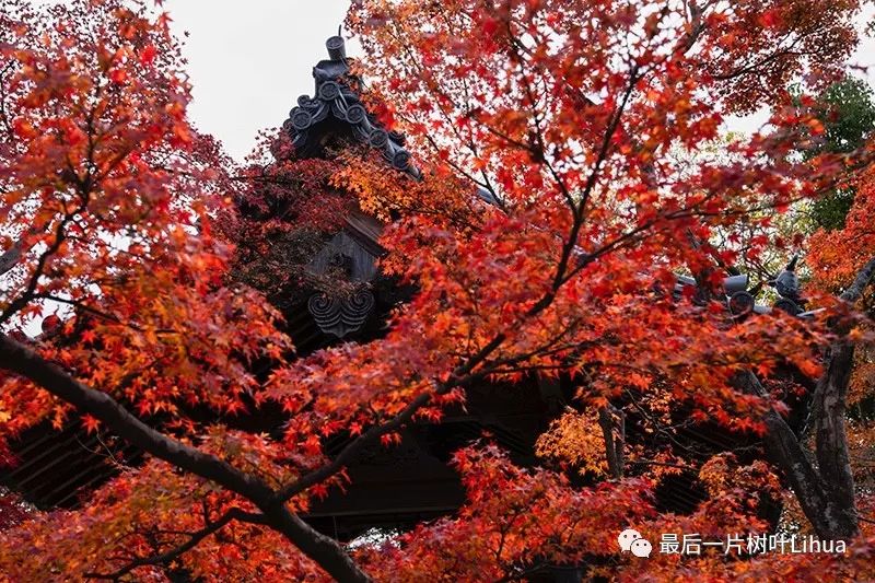 扶桑国的红叶