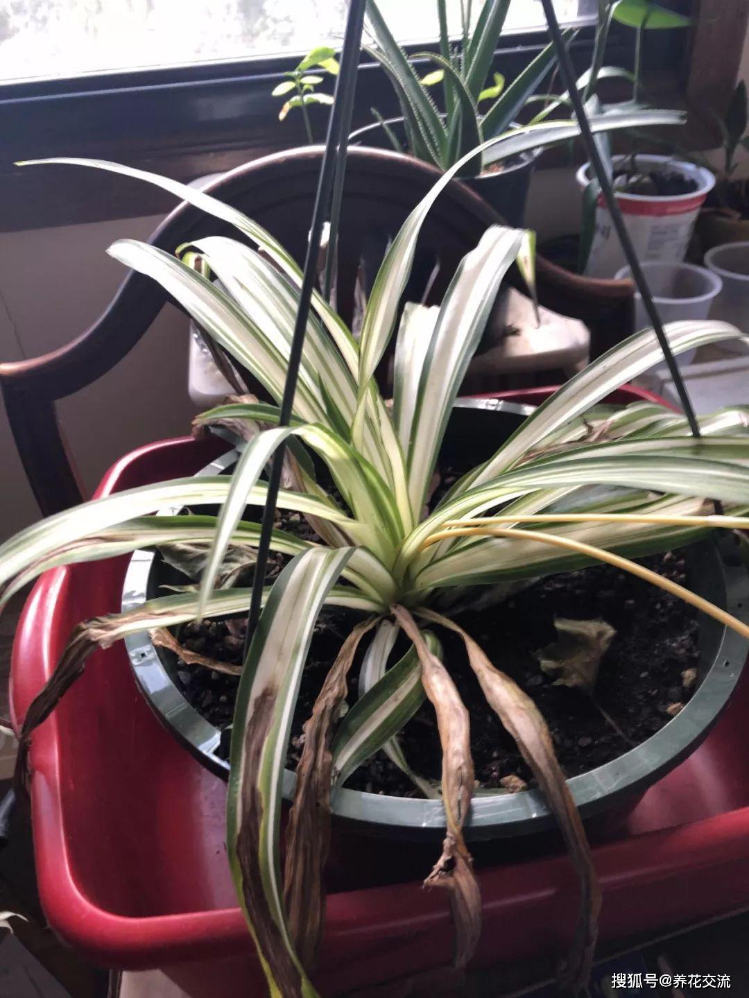 家里养的盆栽吊兰叶子变成棕黄色叶尖干枯是咋回事