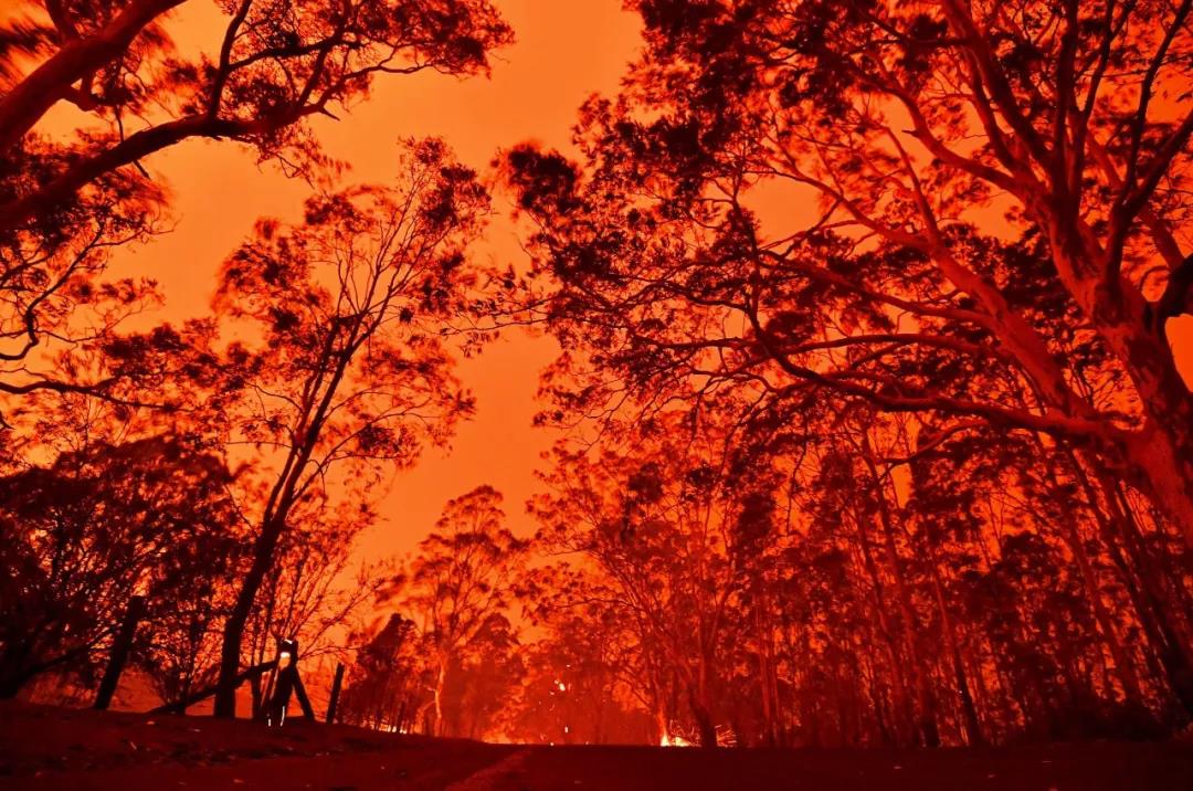 到目前为止,有关联的森林大火所吞噬的森林面积是2019年亚马逊热带