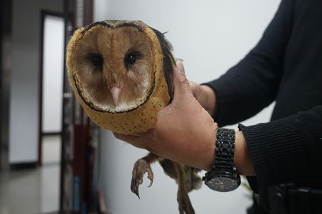 市井永康一男子捡到了一只长着猴子脸的怪鸟竟是国宝