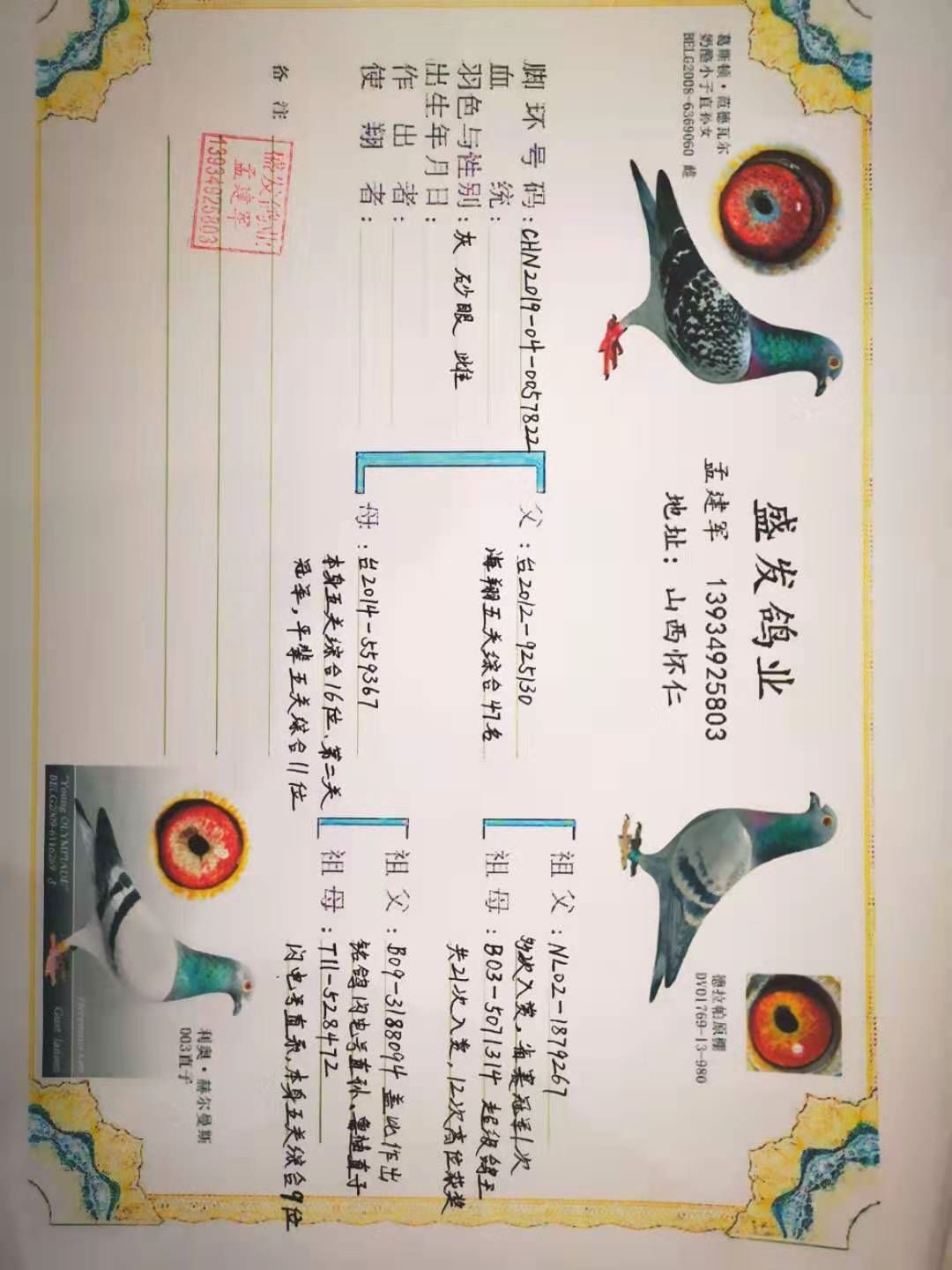 山西強豪孟建軍鴿舍12羽優秀種鴿1月10日晚上7點半在新賽鴿群裡拍賣