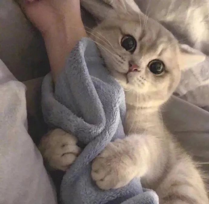 猛男必看猫猫头头像诶嘿