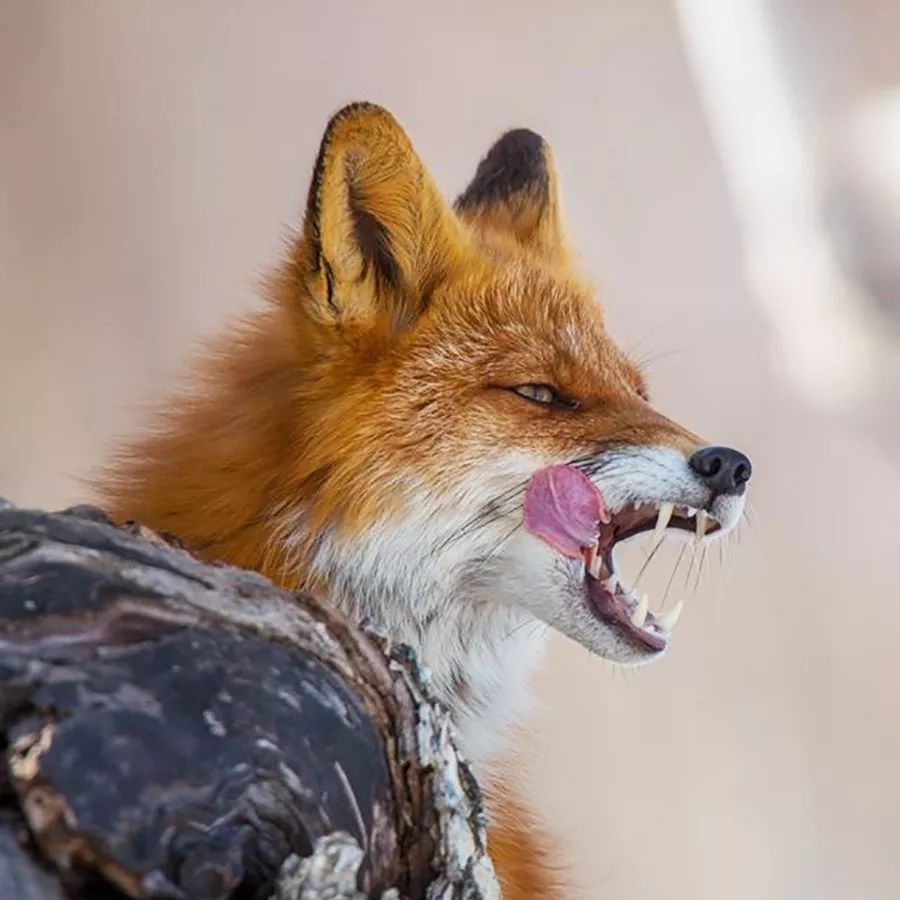 俄罗斯摄影师镜头中孤独的堪察加狐狸