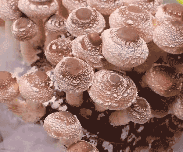 无需预约吾悦广场一口喝完3碗锅底才是这家神筋店