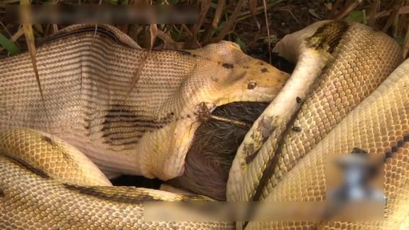 10米巨型蟒蛇一口生吞黑猪被村民剖开蛇身取出