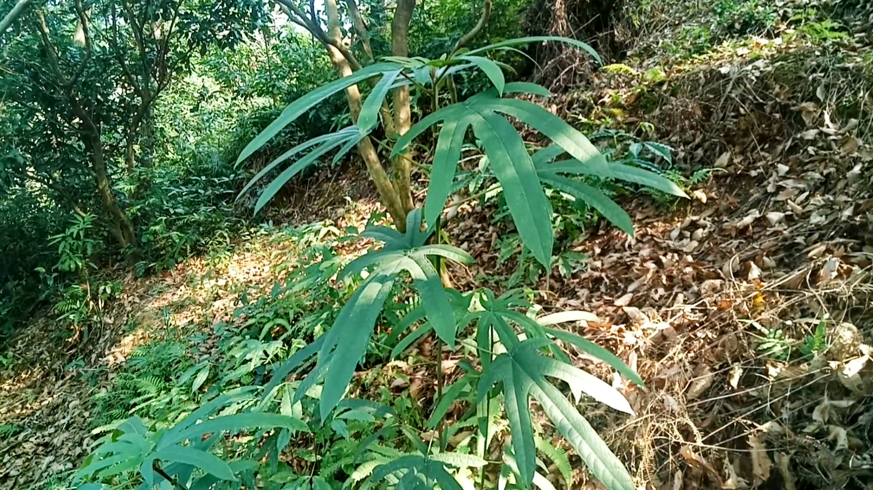 俗语:牛奶子,一种带着奶香的植物根,用来煲汤味道清香沁人