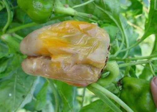 1,脐腐病:脐腐病主要侵袭果实脐部,初被感染脐部呈暗绿色水渍斑,并