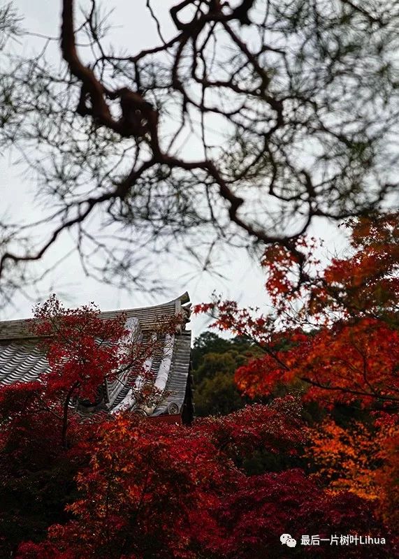 扶桑国的红叶