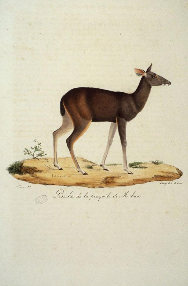 古籍18191824年哺乳动物自然史插图第一辑