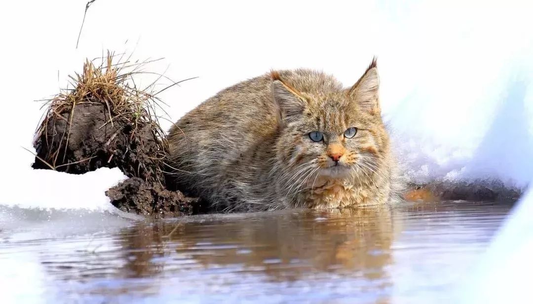 青海湖区域首次拍到中国特有种荒漠猫正脸