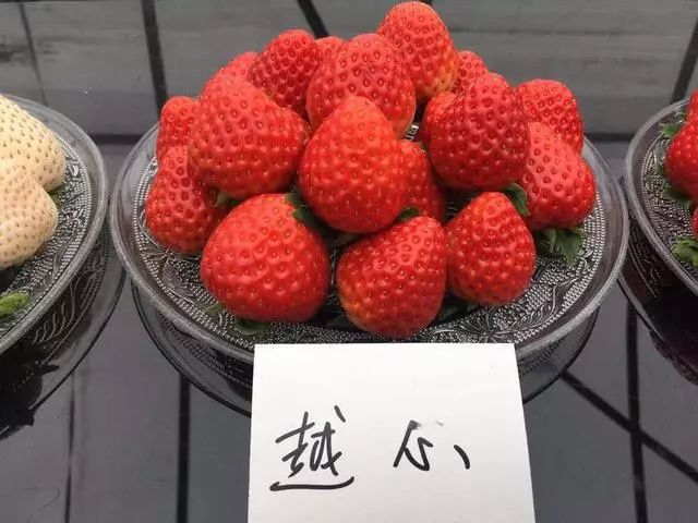 院育成的"越心",因为口感更软糯香甜,已经成为浙江省主栽的草莓新品种