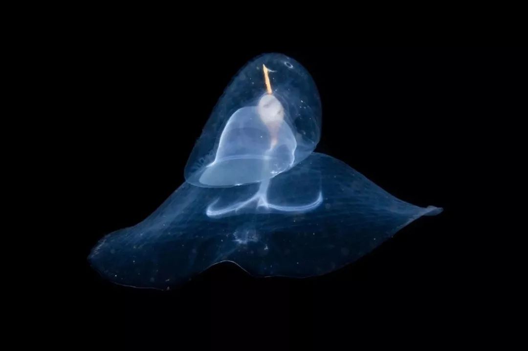 真正与深海接触过的她一点都不觉得可怕.