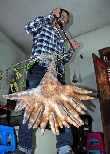 广州有村民自家种出淮山怪长有17根手指