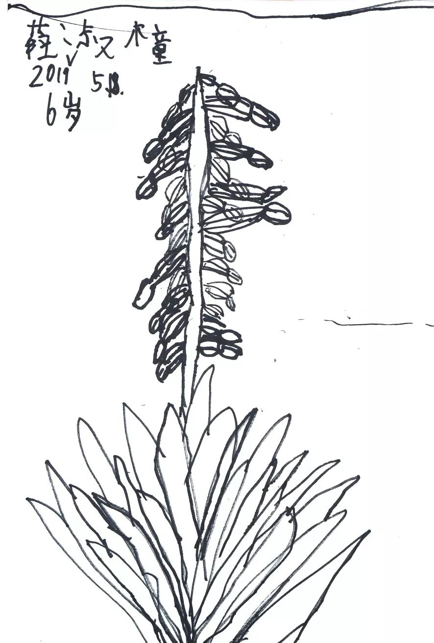 这是六岁孩子画的剑麻花,花的造型好像是个小圆灯笼,花叶宽大,挺拔,还