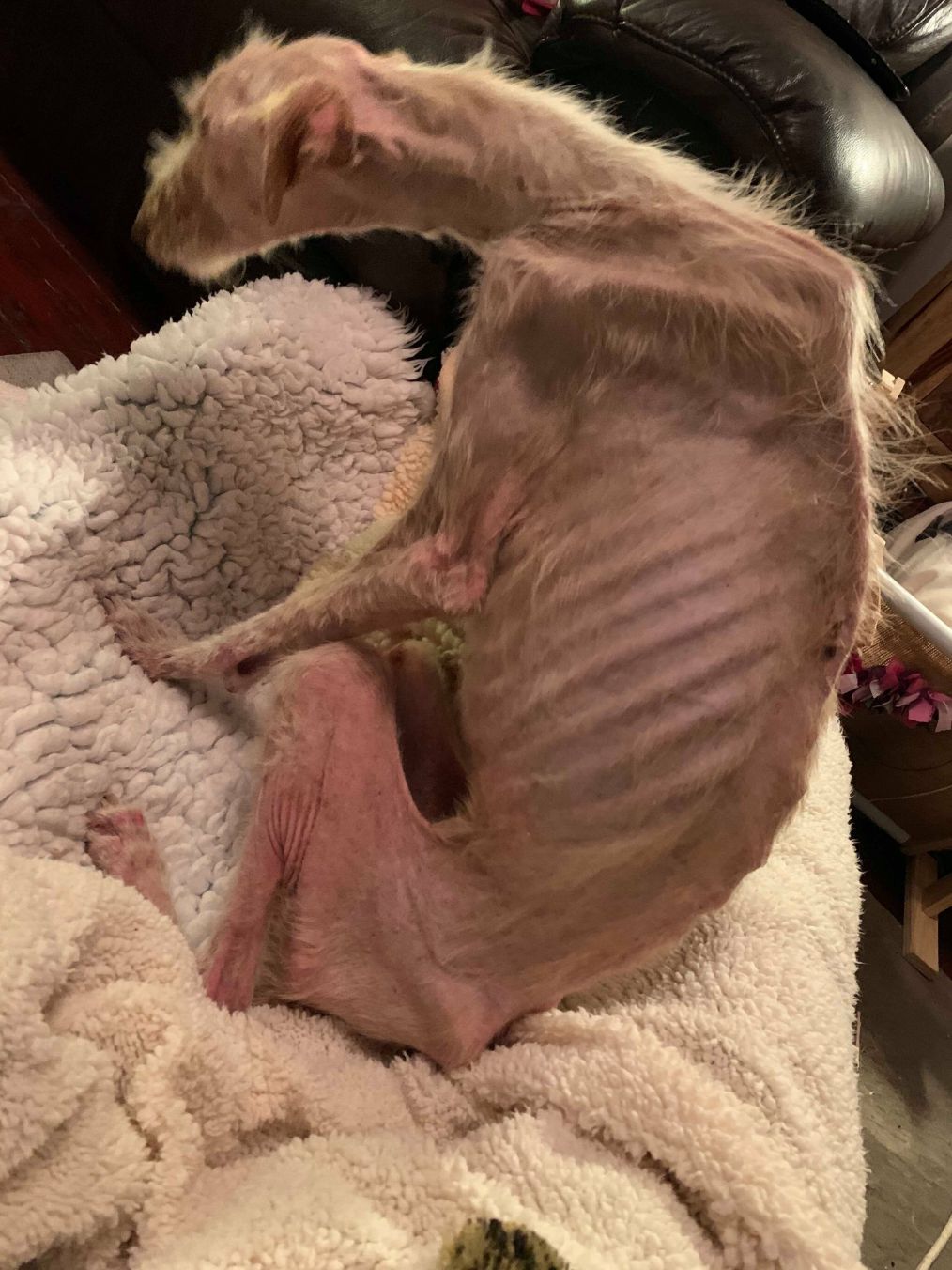 触目惊心!小狗被抛弃后瘦成皮包骨,获救后才终于重获新生