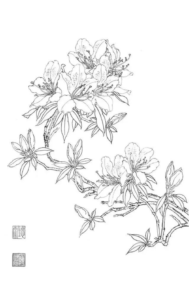 书画收藏鉴赏长按此图识别二维码关注白描花卉临摹素材