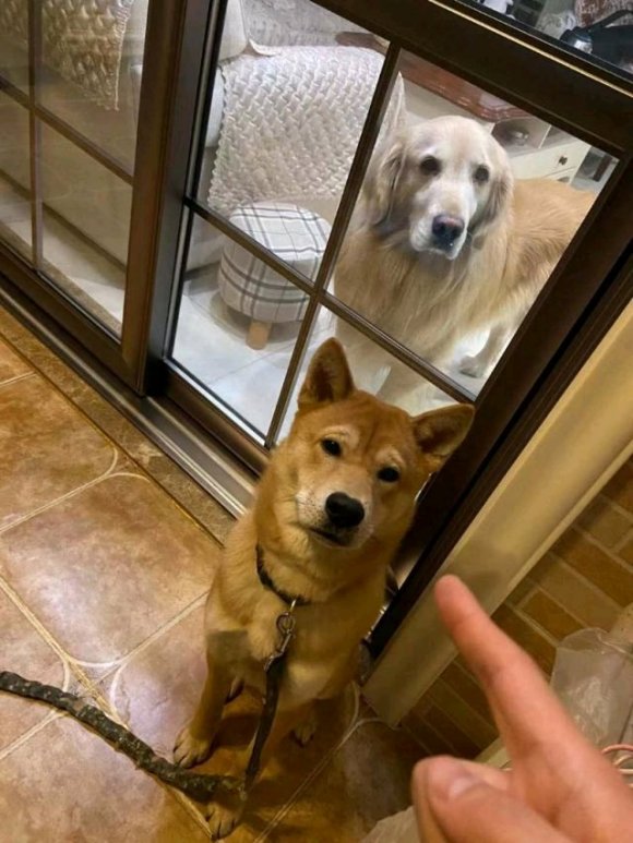 原创柴犬犯错金毛还包庇一怒之下把它关起来了柴犬主动认错