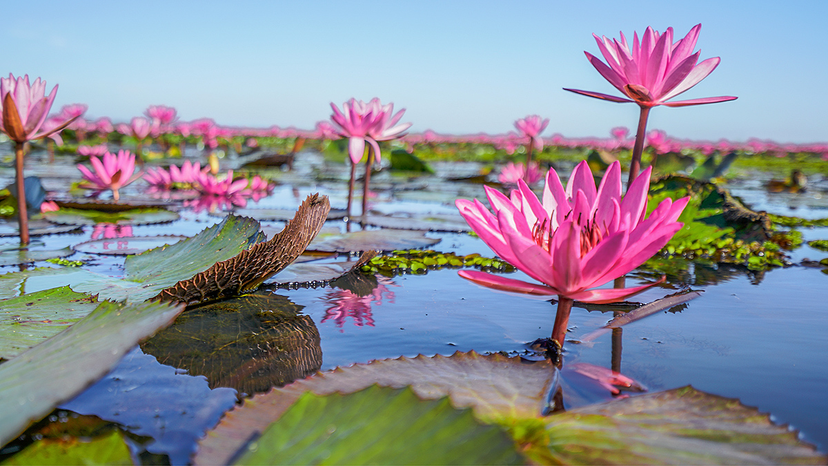 原创冬季限定只冬季才能见到的红色世界奇观泰国乌隆万亩红莲花海