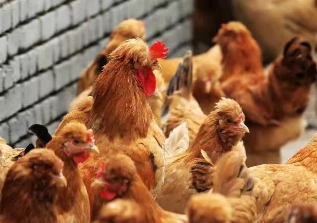 过了北京油鸡农产品地理标志登记审核通过五个独特之处