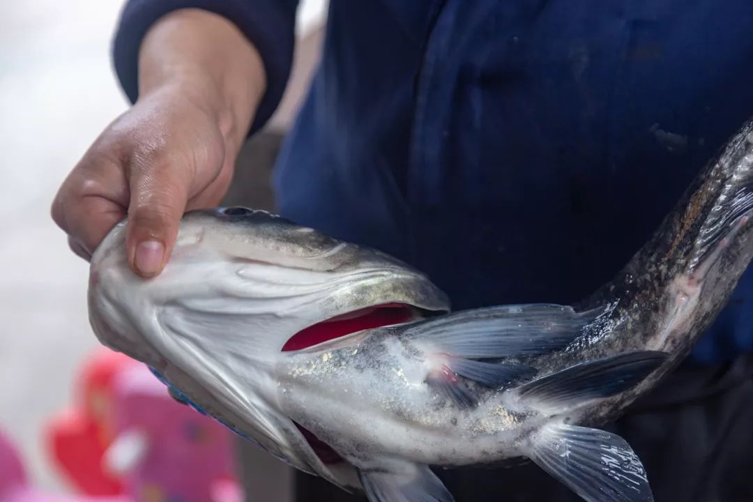 行走中的胶原蛋白舌尖上的养生秘诀岁月八珍鱼