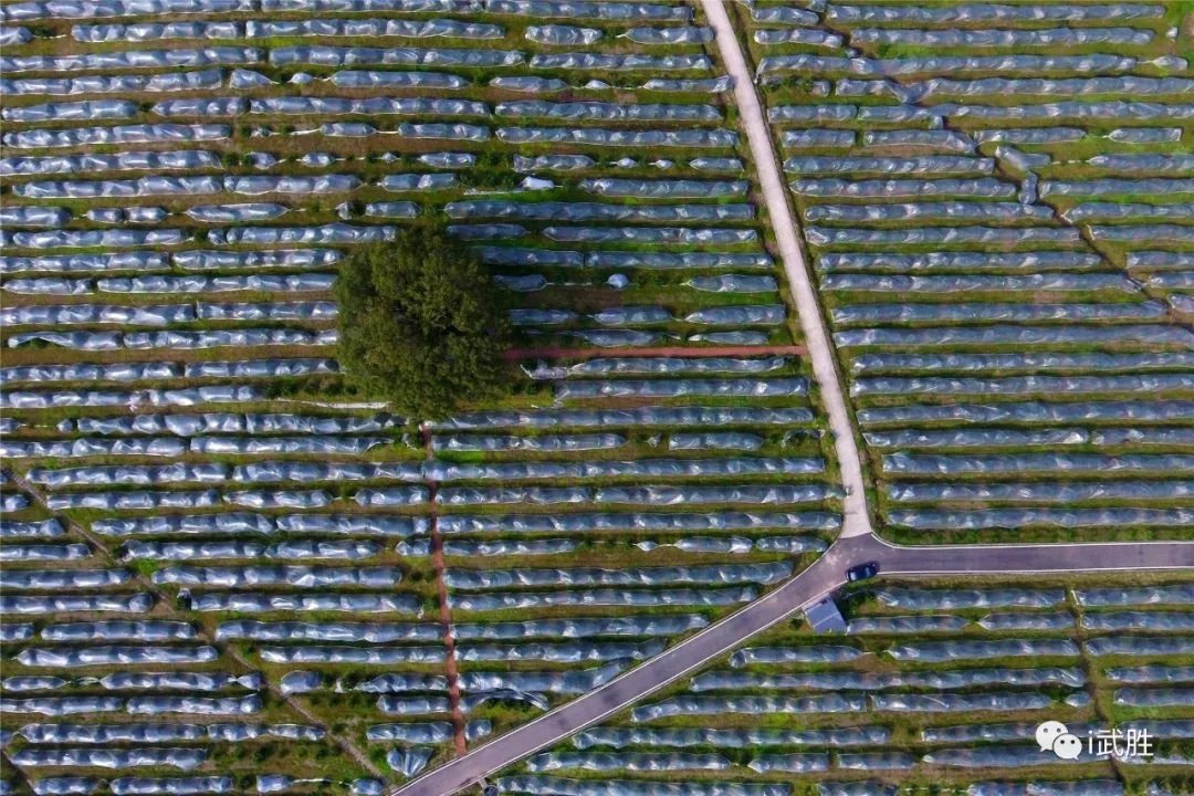 武胜耙耙柑基地图片