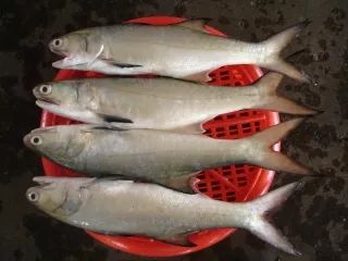 灵宝公安局捣毁一含有有毒有害物质的黑鱼鲶鱼水产品销售窝点