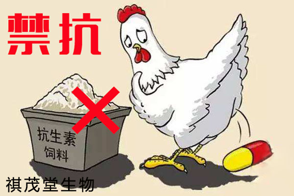 无抗养殖已是必然不含抗生素的饲料添加剂黄芪多糖成了养殖户的香饽饽