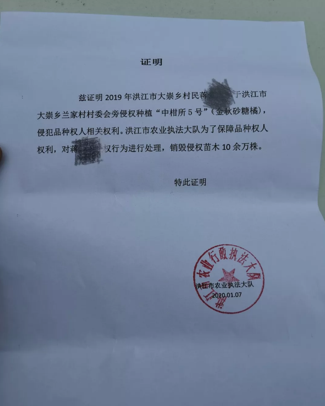 品种侵权动真格湖南怀化10余万株金秋砂糖桔被销毁