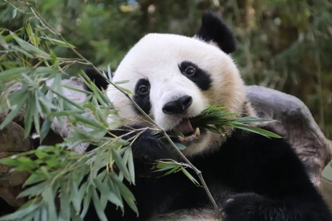 前方无码熊猫图猛吸一口快乐我有