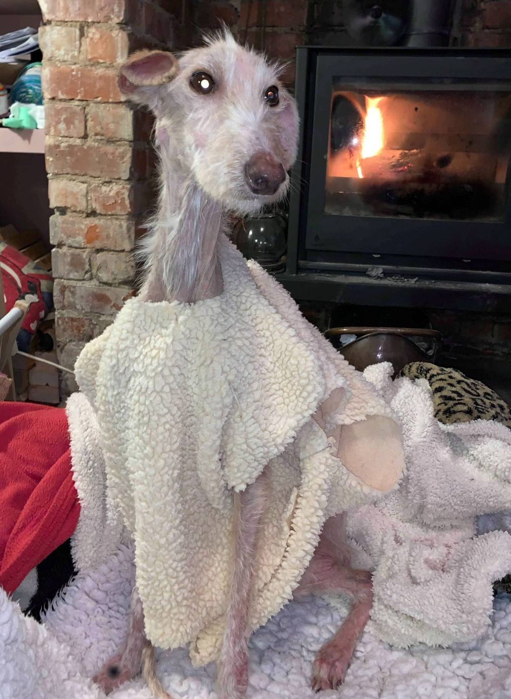 触目惊心!小狗被抛弃后瘦成皮包骨,获救后才终于重获新生