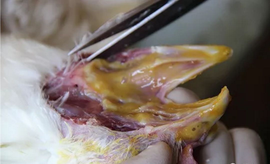 鼻炎很难治?找对方法很重要!