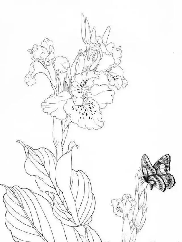 书画收藏鉴赏长按此图识别二维码关注白描花卉临摹素材