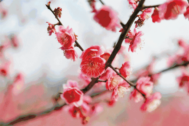 绝靓嘅雪景广州嘅香雪公园4000棵梅花开啦快啲去打卡