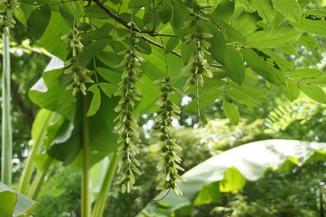 神奇植物专题【一】 | 会飞的种子_果实