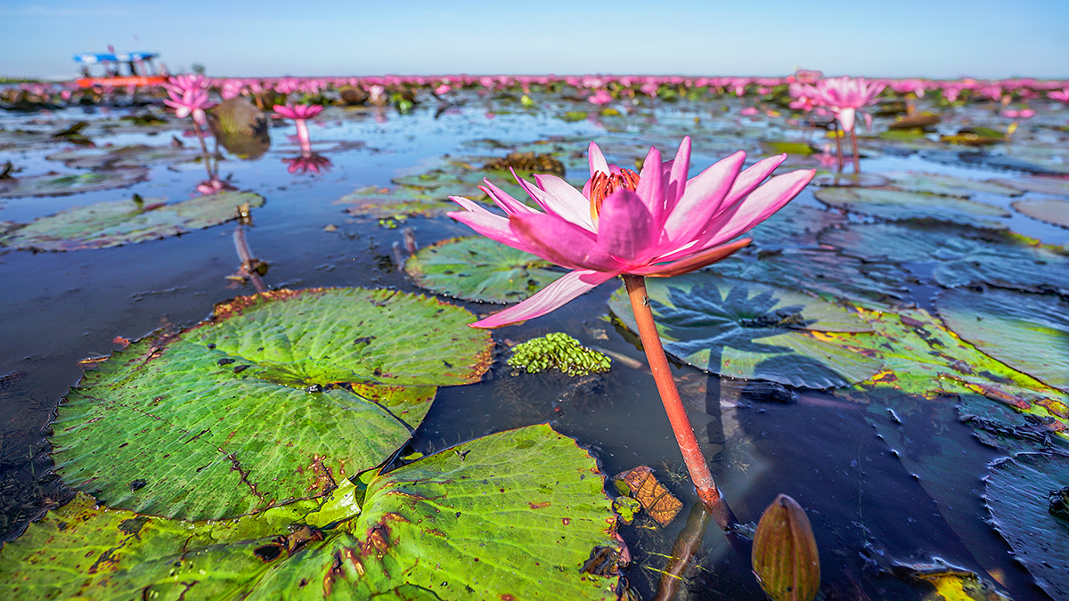 原创冬季限定只冬季才能见到的红色世界奇观泰国乌隆万亩红莲花海